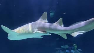 Point Defiance  Zoo and Aquarium in Tacoma, Washington | American-Filipino Couple🇺🇸🇵🇭