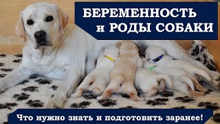 Рождение щенков, беременность и подготовка к родам собаки