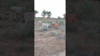 Cows walking in the Thar Desert #ytshorts #cow #thar #animals #desert #shorts #pet #viralvideo