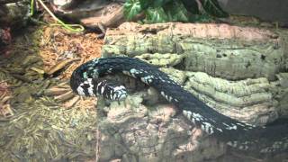 Tiger Ratsnake at Zoo 1-6-12