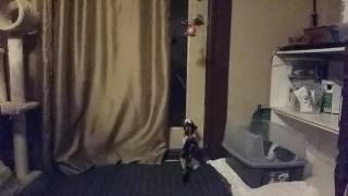 Kitten high jumps for toy in slo--mo