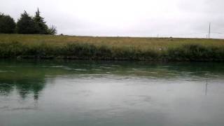 Pink Salmon catch Skagit River on my 18 ft boat with Honda BF 40