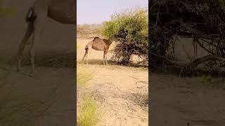 camel eating food  #viral #shorts #shortvideo #camel #camelculture #camel_racing #camels