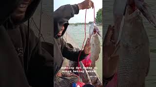 mancing dpt kakap di muara beting bekasi