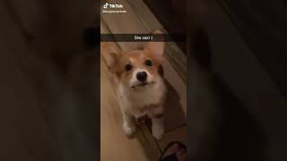 TikTok | Corgi funny face