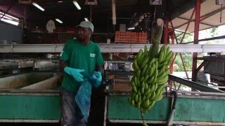 Déshabillage et préparation des bananes avant conditionnement