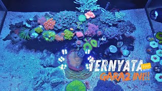 CORAL JENIS INI SERING NGAMBEK TIDAK MEKAR⁉️INI SOLUSINYA‼️