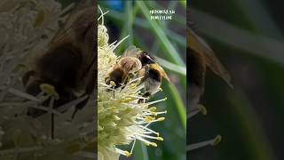 Драка шмеля с пчелой на медоносах Fight of a bumblebee with a bee on honey plants