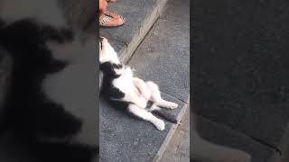 Puppy Sleeping On Stairs 😅