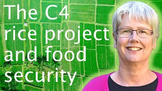 Food security & a more efficient photosynthesis - Jane Langdale 🌾🍙