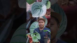 PEPEROMIA WATERMELON LAGI BANYAK DI MINATI ORANG KOREA #shorts #viral #korea #juraganlahan