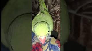 cute cute parrots sound#cute #parrottalking #parrots #dthtvtech #parrot #ytviral #ytshorts