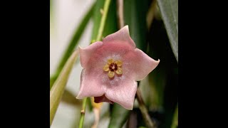 Two Beauties From PNG: Hoya yvesrocheri and Hoya paradisea