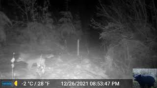 Another Coyote Marking Scent Where Bobcat Did in Front of Our Camera