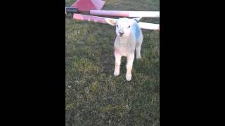 Winter the showjumping lamb