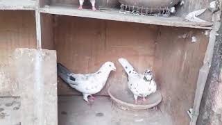 Arshad /pulsar Madrasi breed pigeon (sabir Hossain loft)