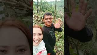 di puncak bukit ladang tualah