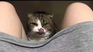 Funny Cats Reaction _ Try Not To Laugh Animals || YouTube kids animals_by kaushal raj