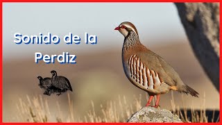 SONIDOS de la PERDIZ (10 Minutos) 🐦🎶🔊