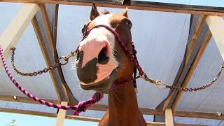 Funniest Horse  Chomping and Making Raspberry (fart) Sounds with His Mouth!