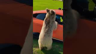 Wild bear vs Lamborghini😳 #shorts #supercars