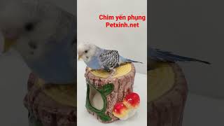 chim yến phụng tại cửa hàng petxinh.net #birds #vẹt