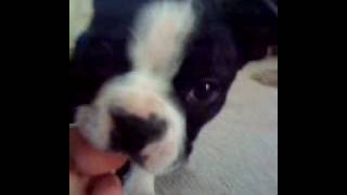 Boston Terrier Puppy- 13 weeks