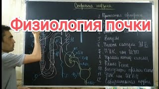 Физиология органов выделение. Почка. Нефрон. Механизм мочеобразования.Physiology of the kidney.