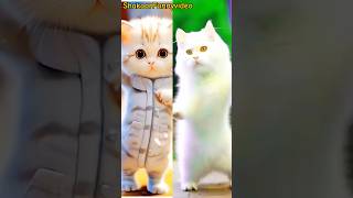 So Cute 😂 what a cat dance 😂 patli kamar 😋😍 #cat #funny #dance #youtubeshorts #funnycatvideos