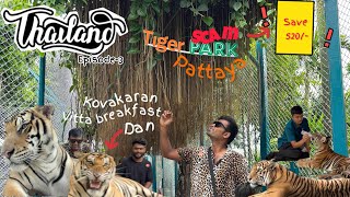 Tiger park pattaya hungry tiger for us| thailand | cost | walkaround | 2024