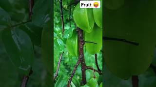 Natural tour only star fruit short video #fruit #starfruit #natural #tour #green #youtube #fruitgirl