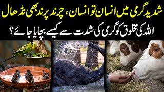 Shadeed Garmi Mein Insaan To Insaan Charind Parind Bhi Nidhaal | HAQ PAKISTAN