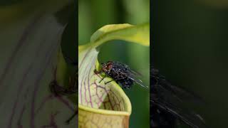 The Venus Fly Trap #carnivore, #VenusFlyTrap #CarnivorousPlants #BotanicalWonders #NatureExploration