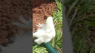 Lady Frizzle and Mr. Snowies First Baby Enjoying Wheatgrass