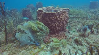 Pompano Beach, Florida Beautiful Coral Reef Drift Dive