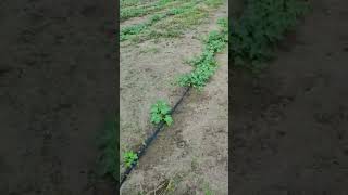 melancia 25 dias após o plantio #agricultura #plantio #fruit