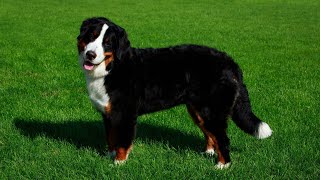 Grooming and Care for Bernese Mountain Dogs