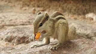 A Video Clip Very Interesting Indian Squirrel Eating Kur Kure (Snacks) Wildlife/Power Lines