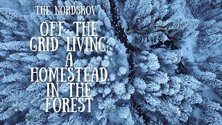 Starting a homestead in the forest