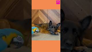 funny dog 0.1 #short #funny #shortvideo #animals #😆😁💕