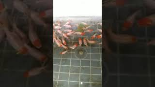 HARVEST TIME RED CAP GOLDFISH!!!