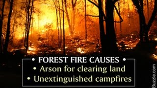 What Causes Forest Fires