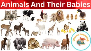 Animals And Their Babies Name