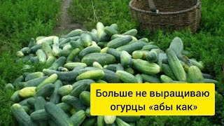 Утроил урожай огурцов благодаря «китайскому методу». Размещаем 2 раза больше кустов плотной посадкой