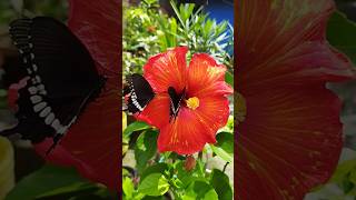 আমার বাগানের সব থেকে বড় জবা ফুল||gardening video||joba flowers plants||#trending #shorts #status