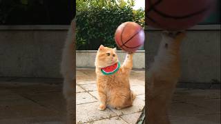 Cat's Epic Basketball Playtime!#shorts #viral