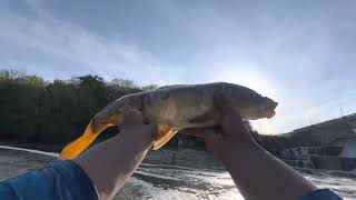 Thought I had a Hybrid but snagged a mirror carp