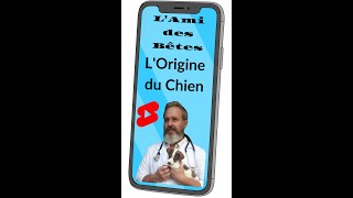 l'origine du chien