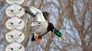 Arkansas Waterfowl Hunting - DeWitt, AR Nov 2019