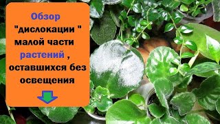 Обзор временной  "дислокации" малой части растений , оставшихся без освещения